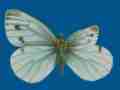 Pieris napi (aberrant dwarf wing) (Internet Image property of respective owner, non-commercial use only)